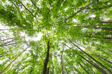 Obraz premium 新緑の森