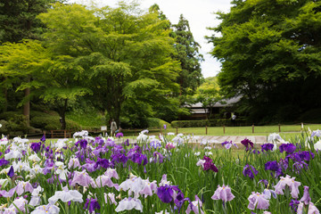 鎌倉　明月院の花菖蒲