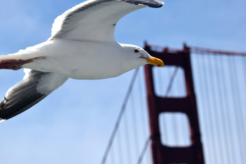 Seagull flies near the Gold Gate Bridge