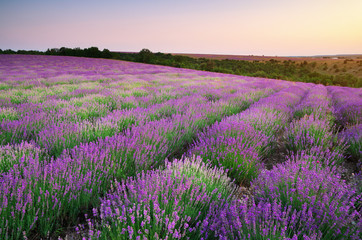 Obraz na płótnie Canvas Meadow of lavender.