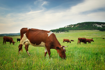 Naklejka premium Cow in meadow.