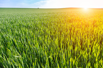 Sunset above young wheat field