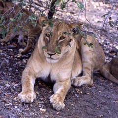 Leonessa - lion (Panthera leo) del Selous Game Reserve in Tanzania
