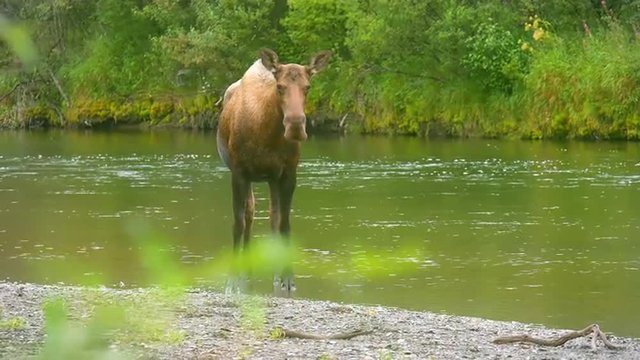 A Moose Standing in a River
