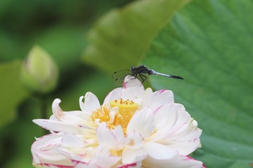ハスの花とシオカラトンボ