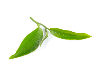 Green tea leaf isolated on white background