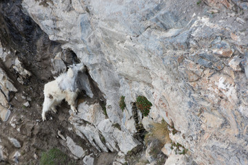 Mountain goat on top of elevated rocks