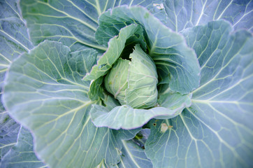 Obraz premium fresh cabbage in the vegetable garden