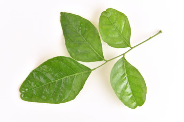 Prong Fah (thai name) (Murraya siamensis Craib.) Herb Thailand Used as a herb for 