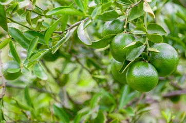 Lime tree and fresh green limes on the branch in the lime garden