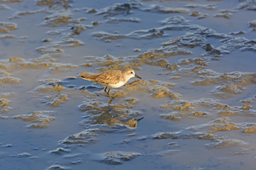 Semipalmated Sandpiper Wandering in a Salt water wetland