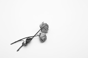 dried rose depicted on a white background.