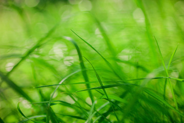 Eco nature green bokeh blur background. 