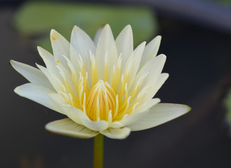 This beautiful waterlily or lotus flower