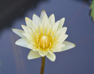 This beautiful waterlily or lotus flower