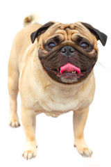 domestic dog fawn Pug breed 