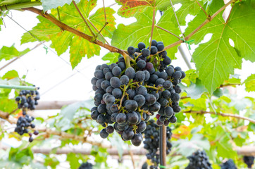 Bunches of red grapes hanging on the vine