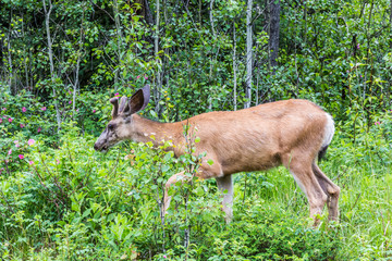 a baby Elk in Banff