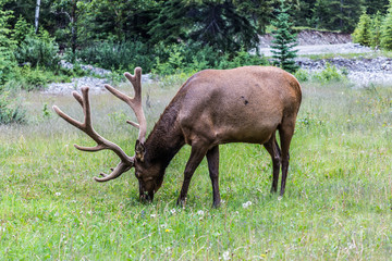 Naklejka na ściany i meble Elks in Banff