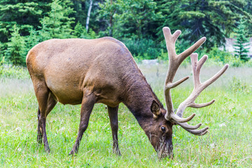 Elks at the Bow Valley Parkway