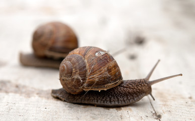 edible snail