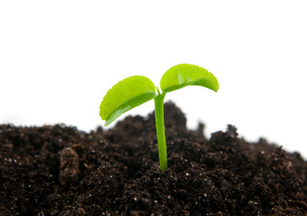 green plant