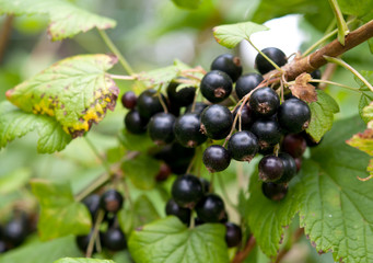 macro of black currant