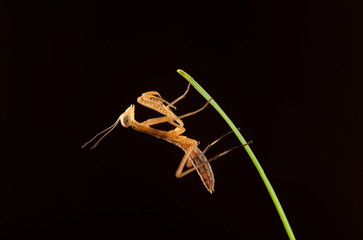 mantis isolated