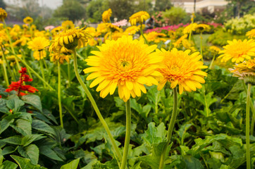 Beautiful yellow gerbera in the garden