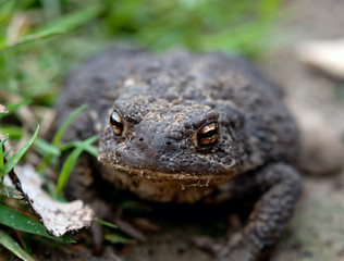 toad