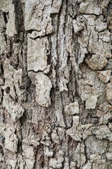 Wood Texture background.