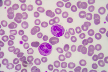 Blood cell formation from bone marrow - obrazy, fototapety, plakaty