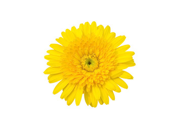 Yellow Gerbera bloom Flowers isolated on white background
