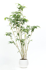 Fototapeta premium 竹 ホウオウチク