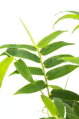 竹　ホウオウチク