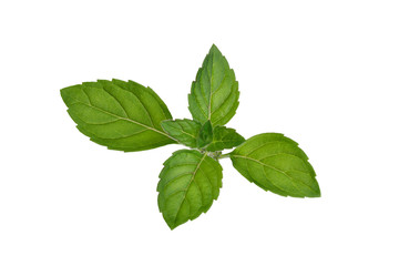 Naklejka na ściany i meble Mint leaves