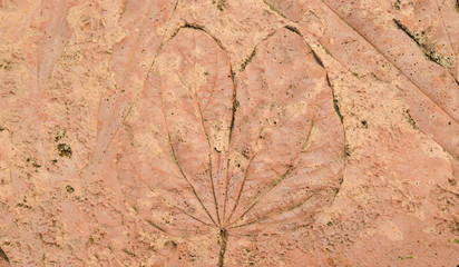 marks of leaf on the concrete pavement