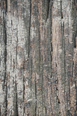 Wood Texture background.