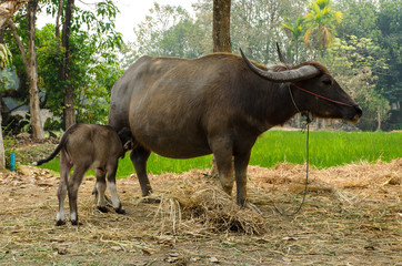 Buffalo calf with mother in Thailand.