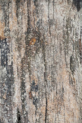 Wood Texture background.