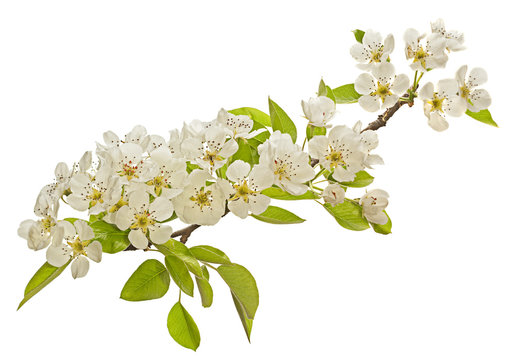 Pear tree blossom flower