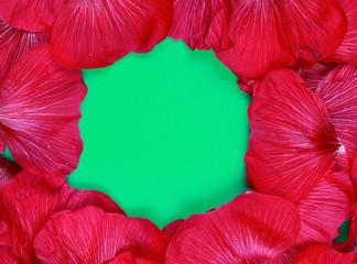 Red Hollyhock flower macro texture background