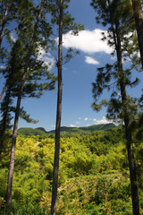 Fototapeta premium Croydon Plantation, Jamaica..