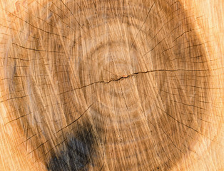 Fototapeta premium stump of tree felled - section of the trunk with annual rings
