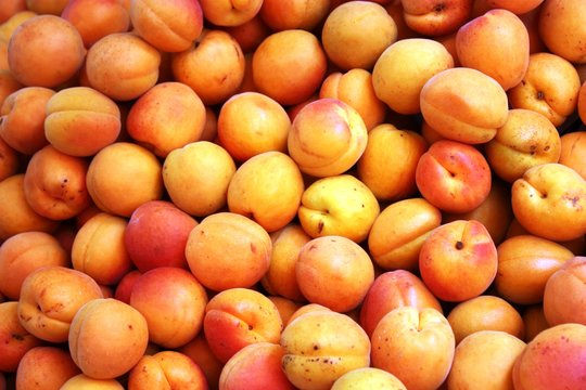 Many freshly harvested apricots for sale