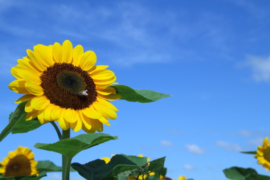 真夏のひまわり