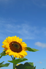 Obraz premium 盛夏のひまわり