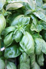 Fresh growing organic basil in the garden, close up