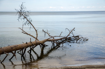 fallen pine on the beach