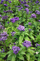 Boston Public Garden..